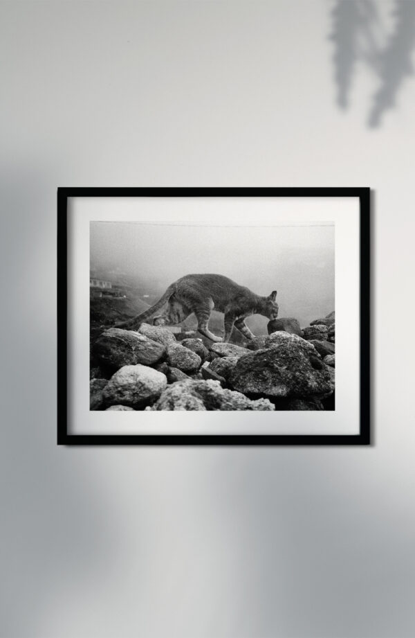 The cat of the Himalayas - Image 2